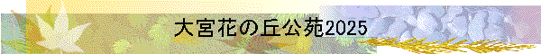֤ܲεָ2025